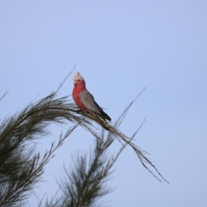 Eolophus roseicapilla at Belconnen, ACT - 16 Feb 2019