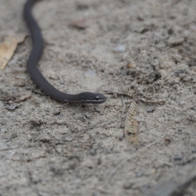 Drysdalia coronoides (White-lipped Snake) at Tennent, ACT - 16 Mar 2019 by Matthewl