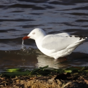 Chroicocephalus novaehollandiae at Belconnen, ACT - 16 Feb 2019 05:56 PM