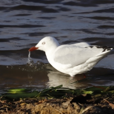 Chroicocephalus novaehollandiae (Silver Gull) at Belconnen, ACT - 16 Feb 2019 by Cricket