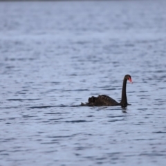 Cygnus atratus (Black Swan) at Belconnen, ACT - 16 Feb 2019 by JimL