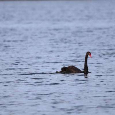 Cygnus atratus (Black Swan) at Belconnen, ACT - 16 Feb 2019 by JimL