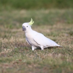 Cacatua galerita (Sulphur-crested Cockatoo) at Belconnen, ACT - 16 Feb 2019 by Cricket