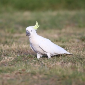 Cacatua galerita at Belconnen, ACT - 16 Feb 2019 05:51 PM