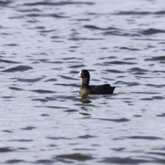 Fulica atra (Eurasian Coot) at Belconnen, ACT - 16 Feb 2019 by JimL