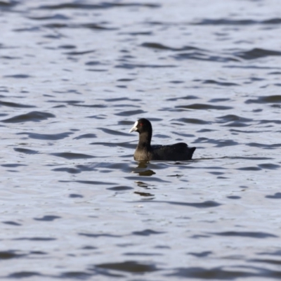Fulica atra (Eurasian Coot) at Belconnen, ACT - 16 Feb 2019 by JimL