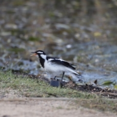 Grallina cyanoleuca (Magpie-lark) at Belconnen, ACT - 16 Feb 2019 by Cricket