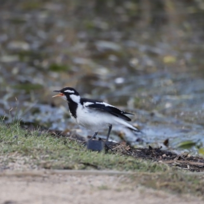 Grallina cyanoleuca (Magpie-lark) at Belconnen, ACT - 16 Feb 2019 by Cricket