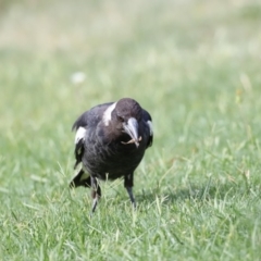 Gymnorhina tibicen (Australian Magpie) at Holt, ACT - 17 Jan 2019 by JimL