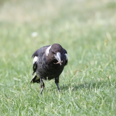 Gymnorhina tibicen (Australian Magpie) at Holt, ACT - 17 Jan 2019 by JimL