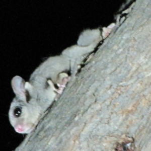 Petaurus notatus at Yarralumla, ACT - 16 Mar 2019 08:25 PM