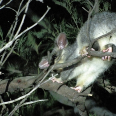 Trichosurus vulpecula (Common Brushtail Possum) at Yarralumla, ACT - 16 Mar 2019 by AndrewZelnik