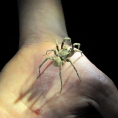 Portacosa cinerea (Grey wolf spider) at Yarralumla, ACT - 16 Mar 2019 by AndrewZelnik