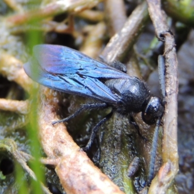 Austroscolia soror (Blue Flower Wasp) at Banks, ACT - 16 Feb 2019 by michaelb