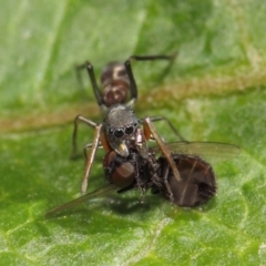 Myrmarachne (genus) (Unidentified Ant-mimic jumping spider) at Acton, ACT - 14 Mar 2019 by TimL