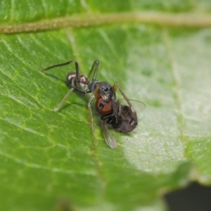 Myrmarachne sp. (genus) at Acton, ACT - 14 Mar 2019