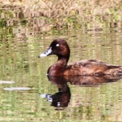 Aythya australis (Hardhead) at Dignams Creek, NSW - 8 Mar 2019 by Maggie1