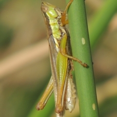 Bermius brachycerus (A grasshopper) at Banks, ACT - 16 Feb 2019 by MichaelBedingfield