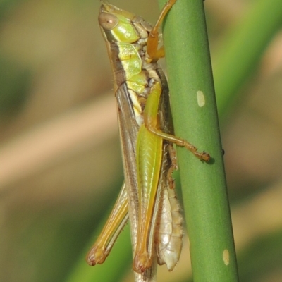 Bermius brachycerus (A grasshopper) at Banks, ACT - 16 Feb 2019 by MichaelBedingfield