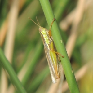 Bermius brachycerus at Banks, ACT - 16 Feb 2019 06:38 PM