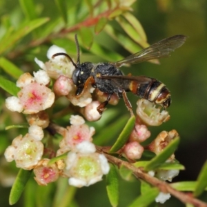 Cerceris sp. (genus) at Hackett, ACT - 14 Mar 2019