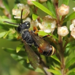 Cerceris sp. (genus) at Hackett, ACT - 14 Mar 2019