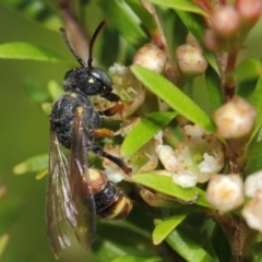 Cerceris sp. (genus) at Hackett, ACT - 14 Mar 2019