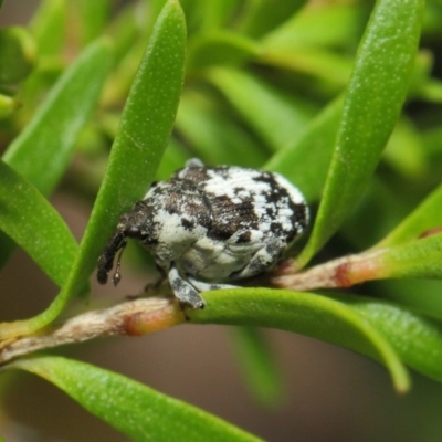 Mogulones larvatus (Paterson's curse crown weevil) at ANBG - 14 Mar 2019 by TimL