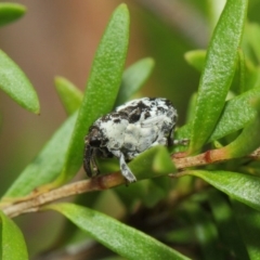 Mogulones larvatus at Hackett, ACT - 14 Mar 2019