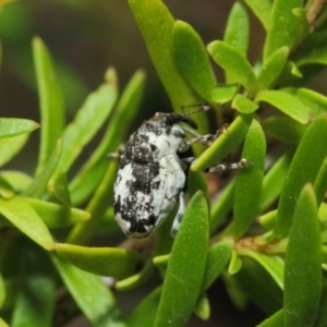 Mogulones larvatus at Hackett, ACT - 14 Mar 2019