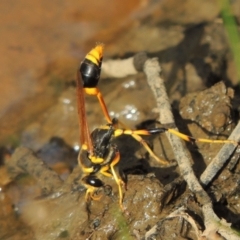 Sceliphron laetum (Common mud dauber wasp) at Gordon, ACT - 17 Feb 2019 by MichaelBedingfield