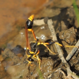 Sceliphron laetum at Gordon, ACT - 17 Feb 2019 06:45 PM