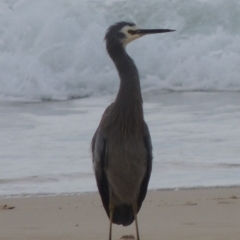 Egretta novaehollandiae (White-faced Heron) at Kioloa, NSW - 14 Jun 2014 by michaelb