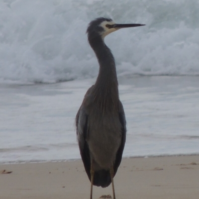 Egretta novaehollandiae (White-faced Heron) at Kioloa, NSW - 14 Jun 2014 by michaelb