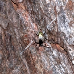 Argiope keyserlingi (St Andrew's Cross Spider) at Guerilla Bay, NSW - 15 Mar 2019 by jbromilow50