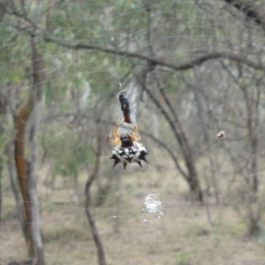 Austracantha minax at Hackett, ACT - 18 Mar 2019 10:23 AM