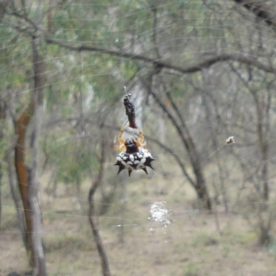 Austracantha minax (Christmas Spider, Jewel Spider) at Mount Majura - 17 Mar 2019 by WalterEgo