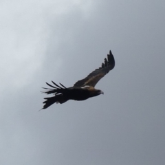 Aquila audax (Wedge-tailed Eagle) at Majura, ACT - 18 Mar 2019 by WalterEgo
