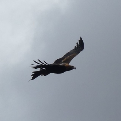 Aquila audax (Wedge-tailed Eagle) at Majura, ACT - 18 Mar 2019 by WalterEgo