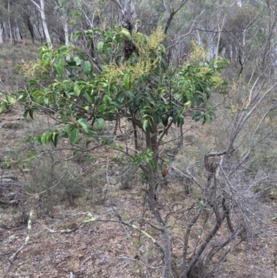 Ligustrum lucidum (Large-leaved Privet) at Hackett, ACT - 18 Mar 2019 by WalterEgo