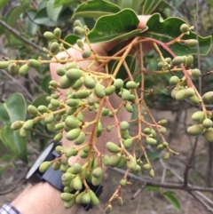 Ligustrum lucidum at Hackett, ACT - 18 Mar 2019