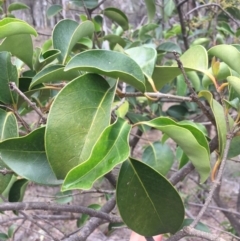 Ligustrum lucidum at Hackett, ACT - 18 Mar 2019 11:21 AM