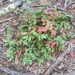 Berberis aquifolium (Oregon Grape) at Majura, ACT - 21 Feb 2019 by WalterEgo