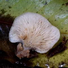 zz Agaric (stemless) at Kianga, NSW - 17 Mar 2019 by Teresa
