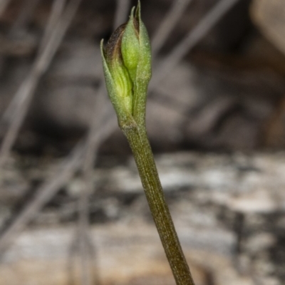 Speculantha rubescens (Blushing Tiny Greenhood) at Crace, ACT - 17 Mar 2019 by DerekC