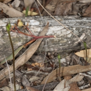 Speculantha rubescens at Crace, ACT - suppressed