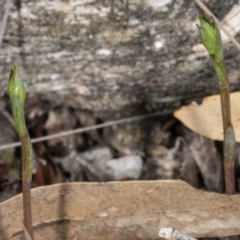 Speculantha rubescens at Crace, ACT - suppressed