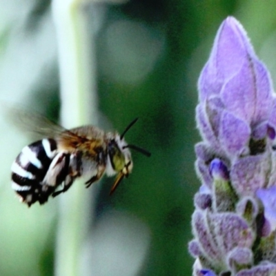 Amegilla sp. (genus) (Blue Banded Bee) at Dignams Creek, NSW - 18 Mar 2019 by Maggie1