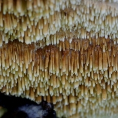 Dentipellis fragilis at Kianga, NSW - 17 Mar 2019 by Teresa