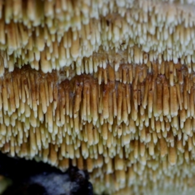 Dentipellis fragilis at Kianga, NSW - 17 Mar 2019 by Teresa